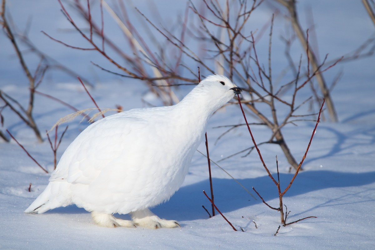 Willow Ptarmigan - Andrew Elgin