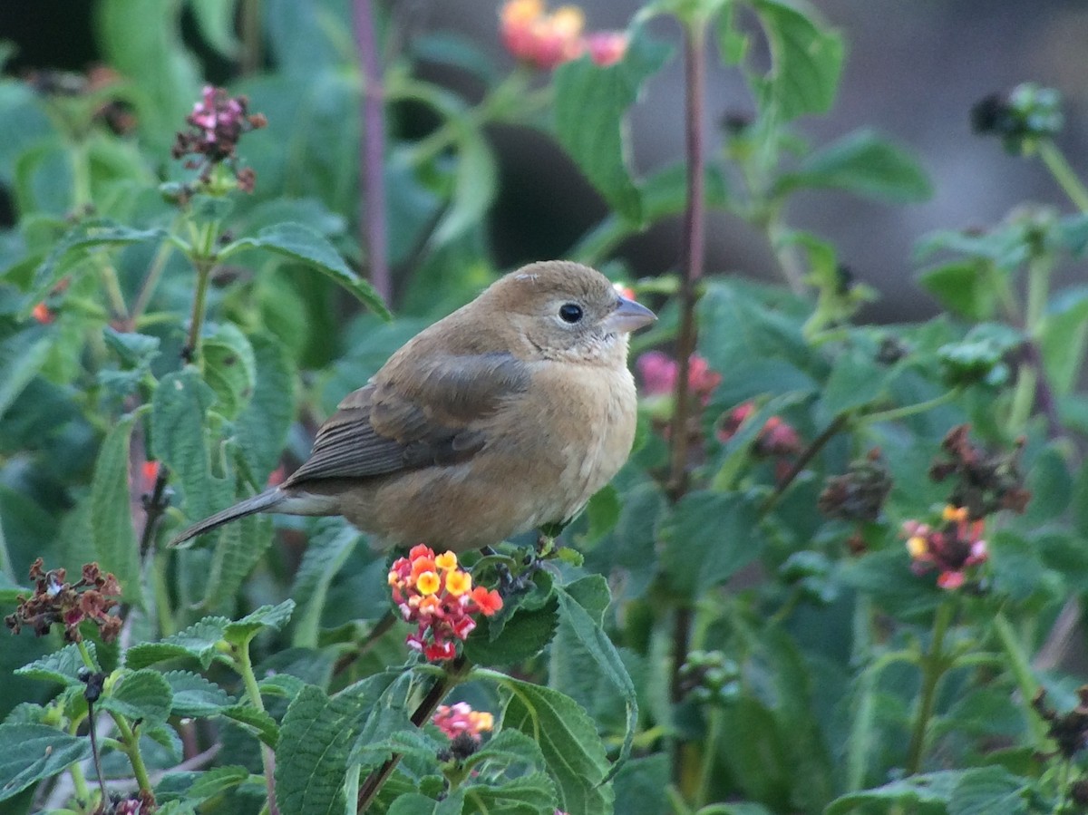 Varied Bunting - ML93551871