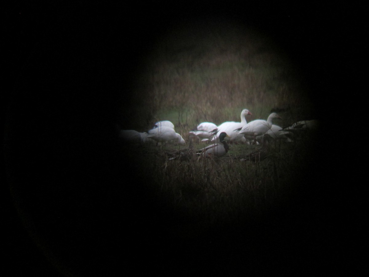 Snow Goose - ML93552471