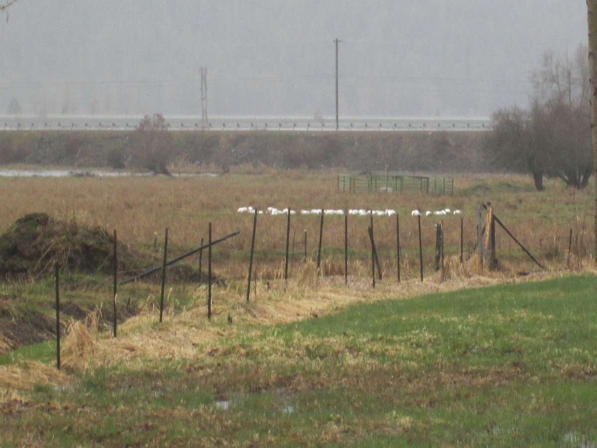 Snow Goose - ML93552791