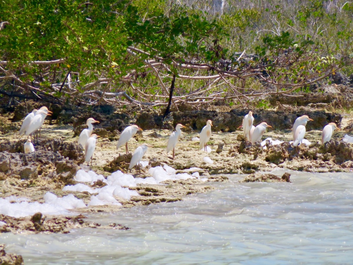 Western Cattle Egret - ML93555591