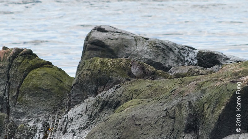 Purple Sandpiper - ML93556431