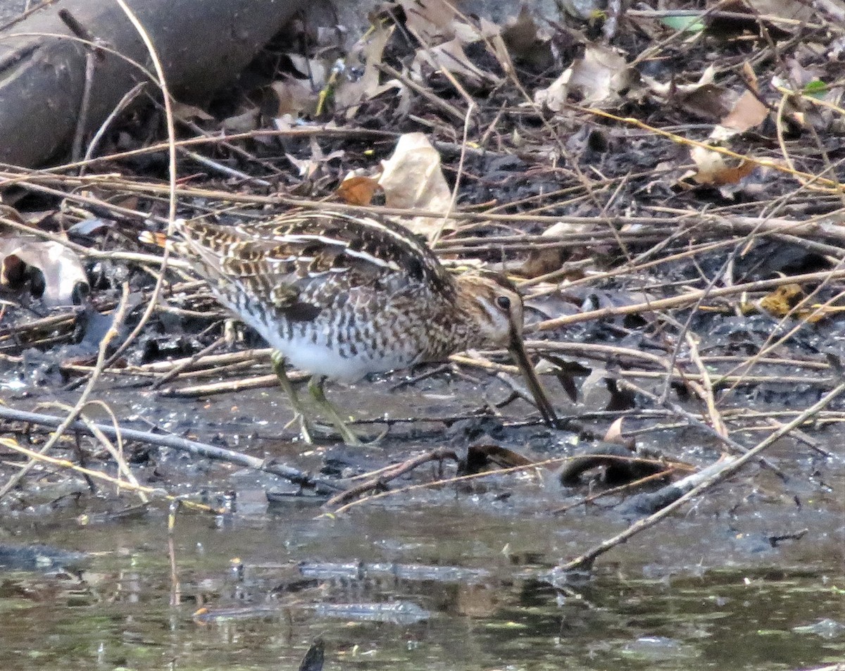 Wilson's Snipe - ML93556671