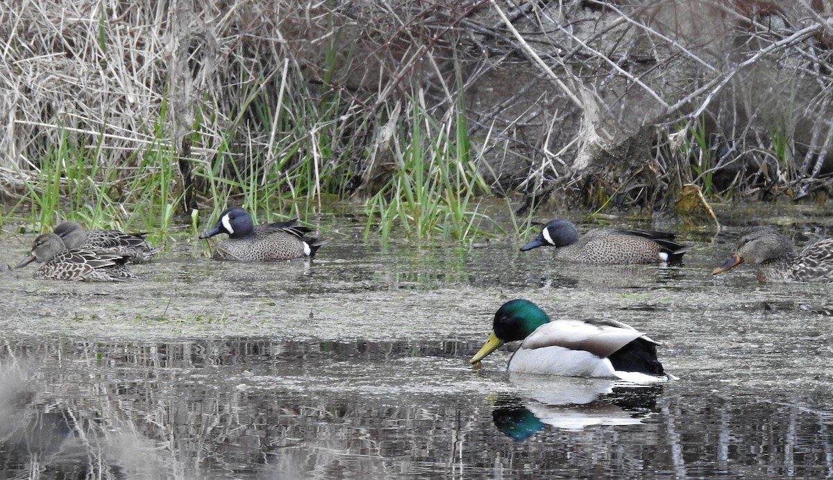 Blue-winged Teal - ML93556801