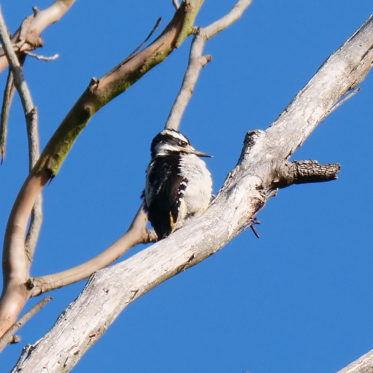 Hairy Woodpecker - ML93556821