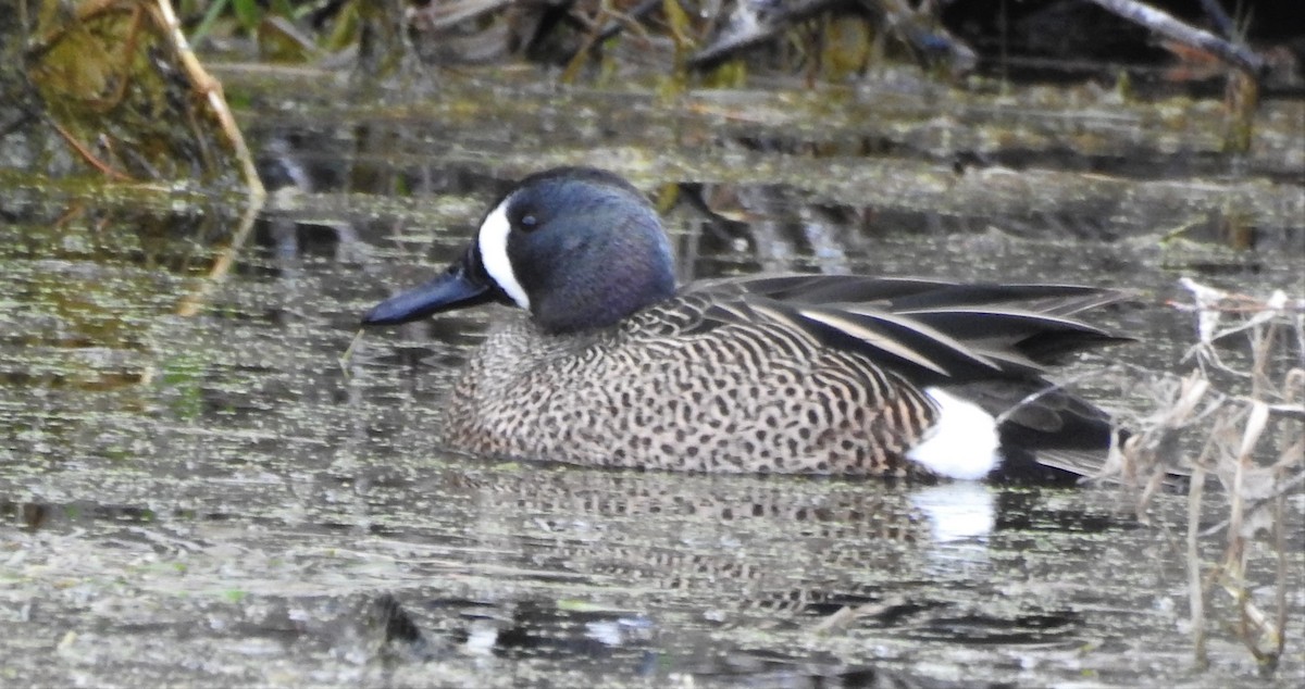 Sarcelle à ailes bleues - ML93556851