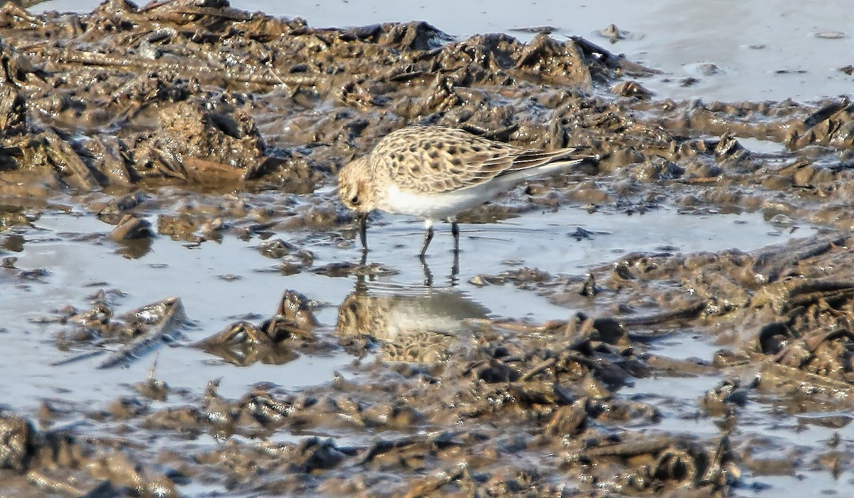 Baird's Sandpiper - Elizabeth Winter