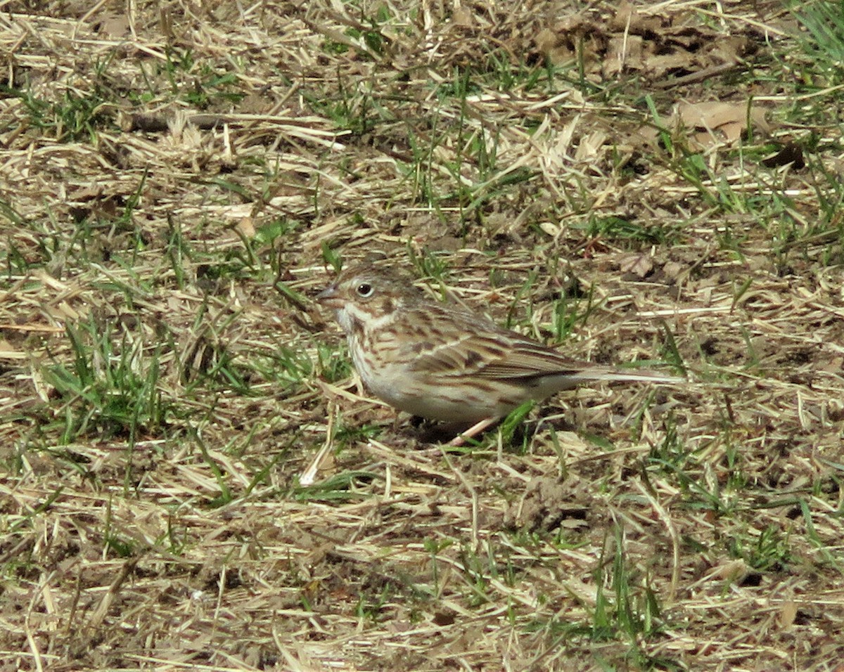 Vesper Sparrow - ML93557101