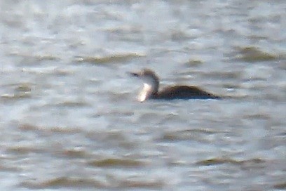 Red-throated Loon - ML93557171