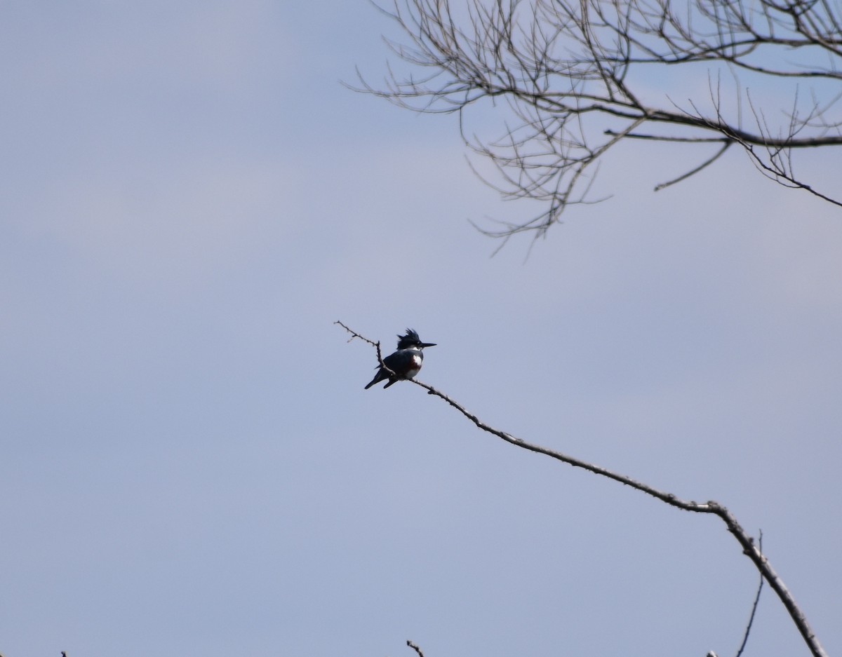 Опоясанный зимородок - ML93557391