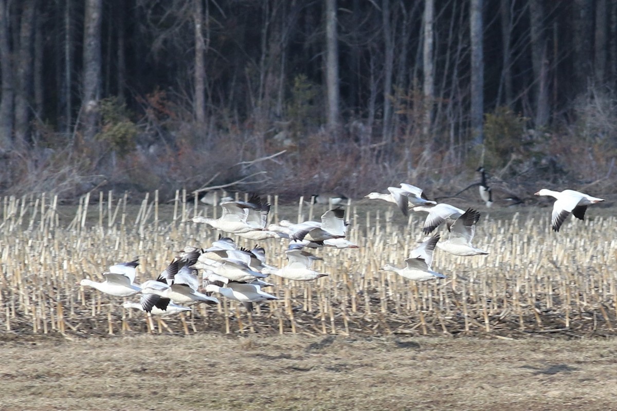 Snow Goose - ML93557991