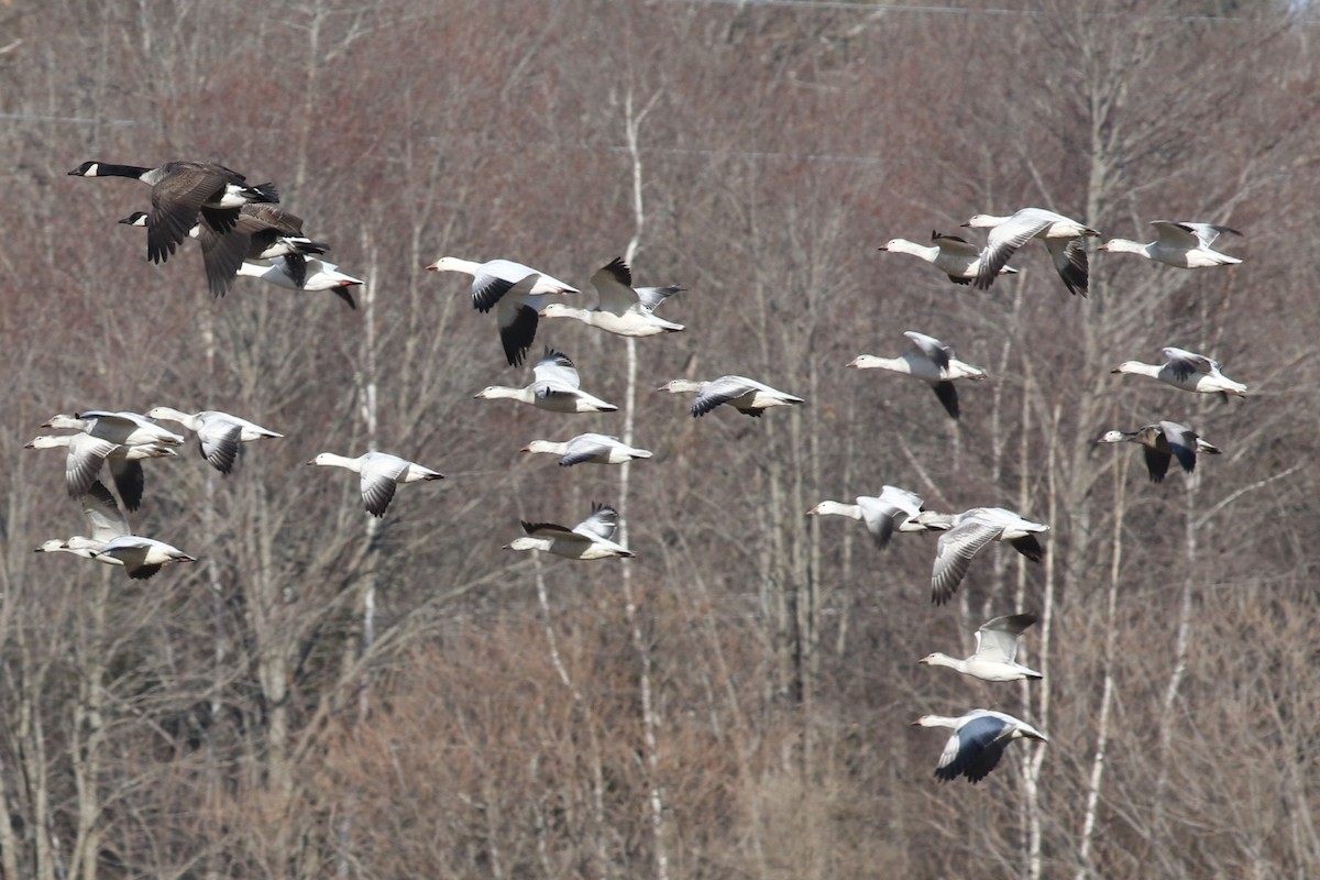 Snow Goose - ML93558021