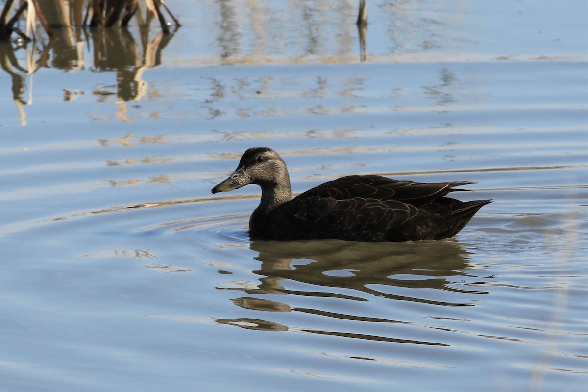 American Black Duck - ML93558151