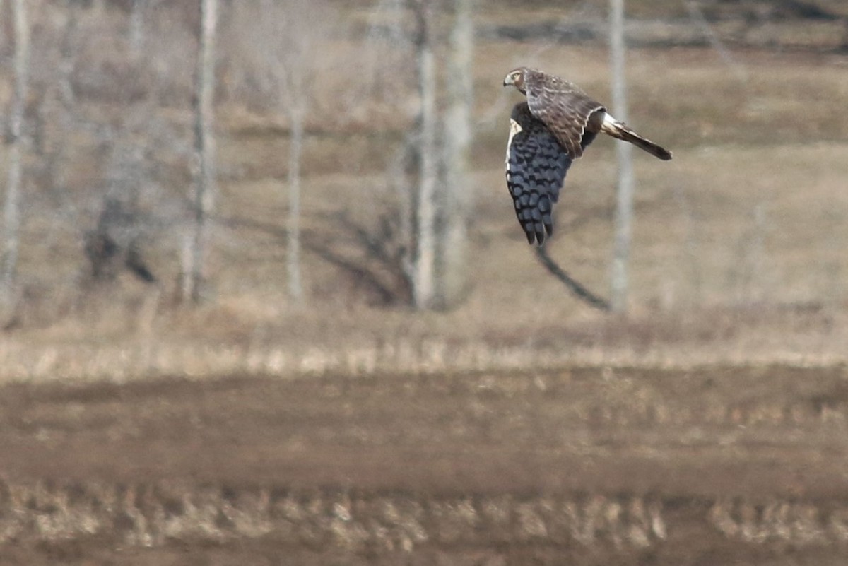 Northern Harrier - ML93558241