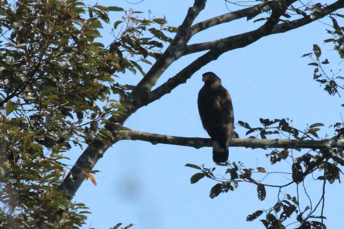 Haubenschlangenadler - ML93558621