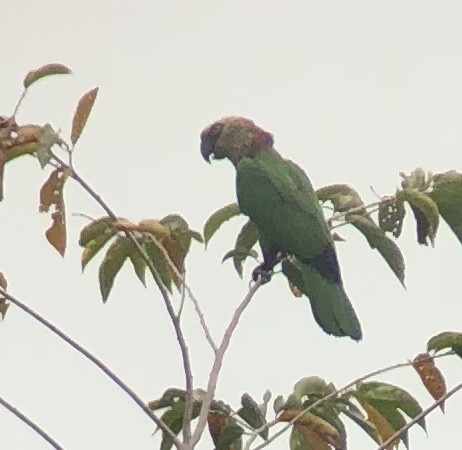 Red-fan Parrot - Adam Kent