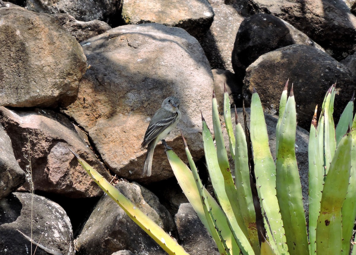 Dusky Flycatcher - ML93560681