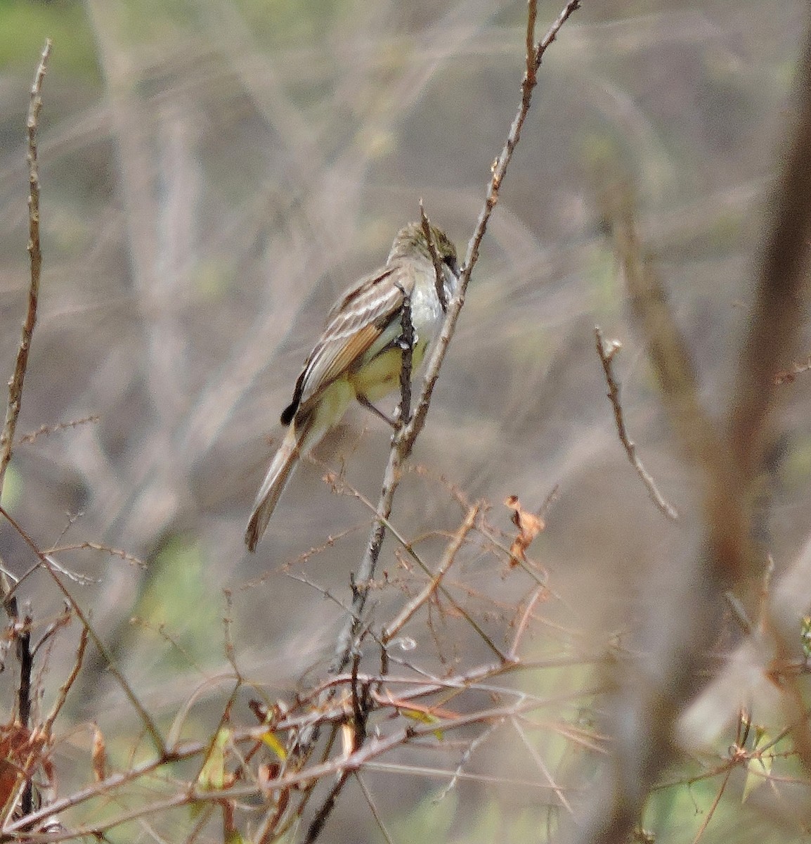 Nutting's Flycatcher - ML93561241