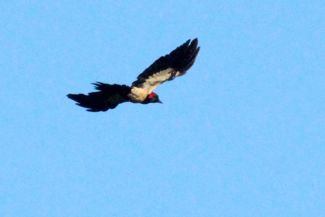 White-bellied Woodpecker - ML93561251
