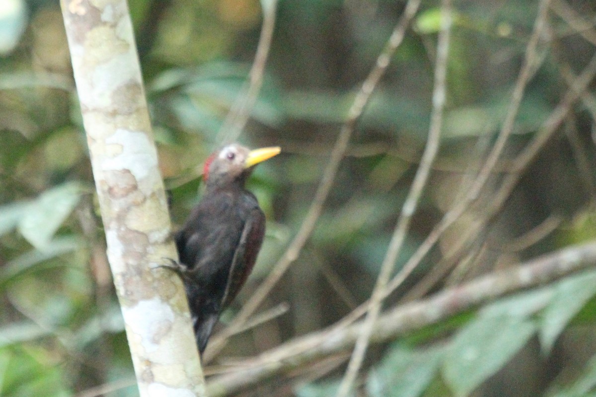 Maroon Woodpecker - ML93561331