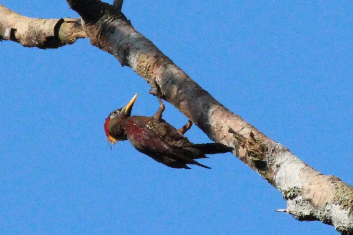Crimson-winged Woodpecker - ML93561341