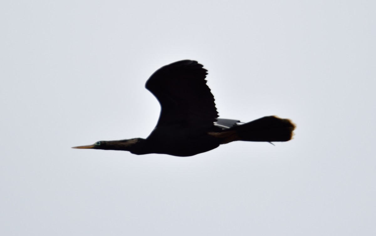 Anhinga - George Pawlowski