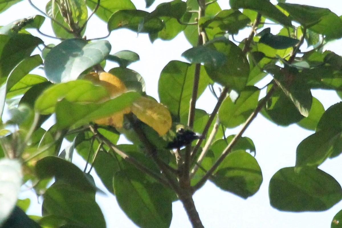 Lesser Green Leafbird - ML93562021