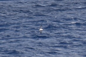 Audubon's Shearwater - ML93562271