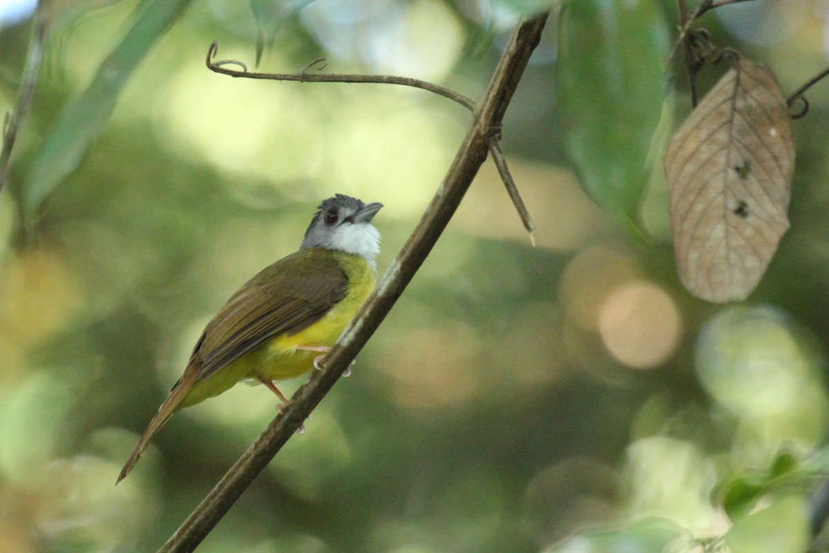 Yellow-bellied Bulbul - Oscar Moss