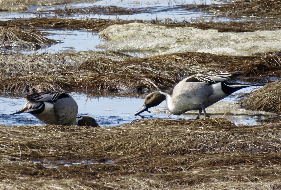 Шовтгор алаг нугас - ML93565761