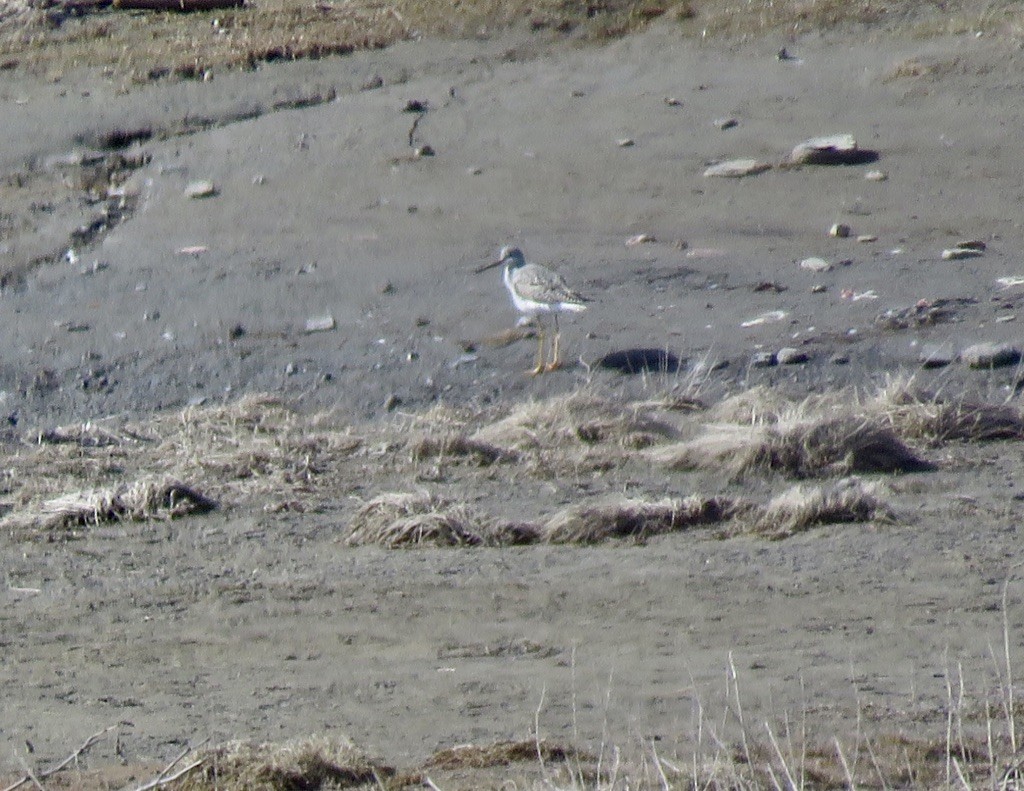 Greater Yellowlegs - ML93566101