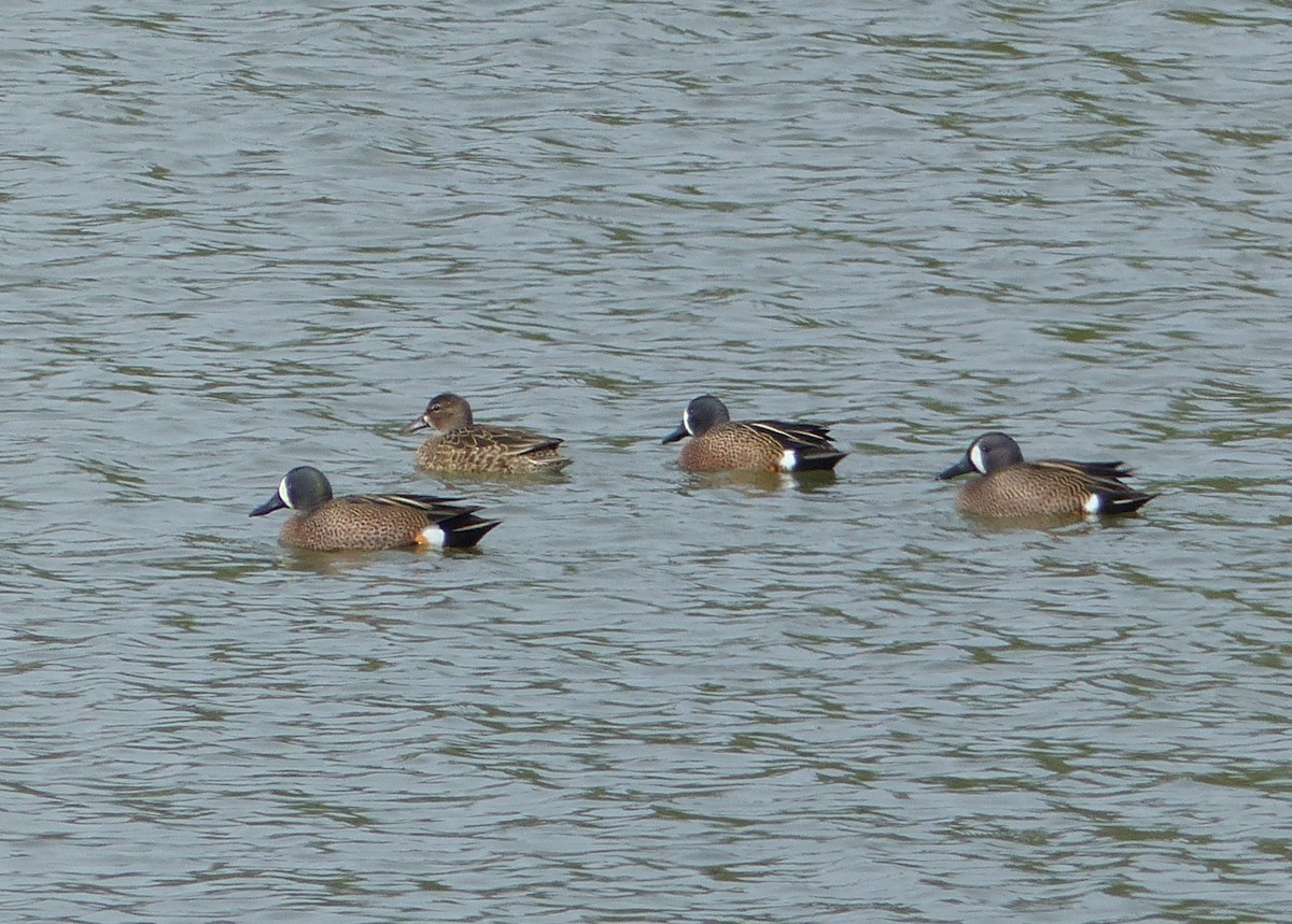 Blue-winged Teal - ML93566241