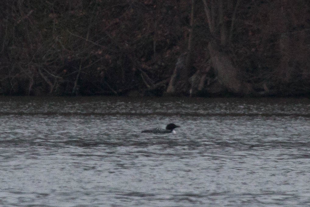 Common Loon - Tanner Martin