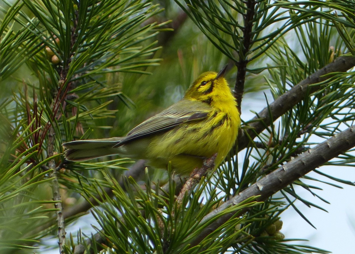 Prairie Warbler - John O'Barr