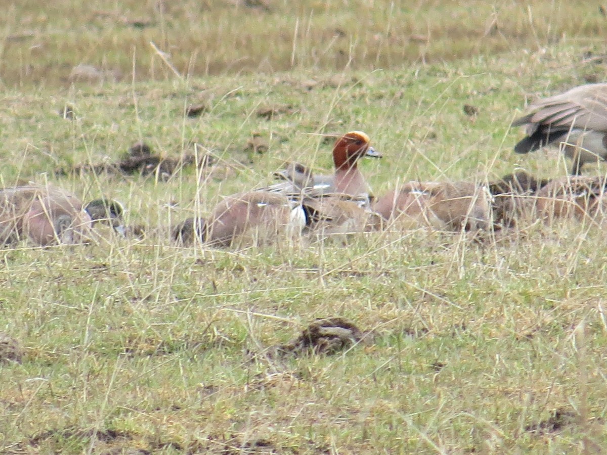 Fischione - ML93567961