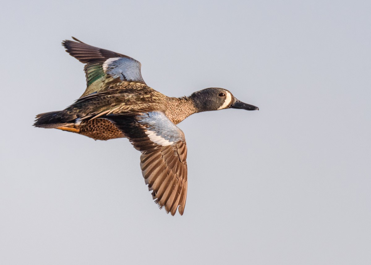 Blue-winged Teal - mark kraus