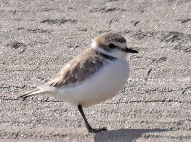 Snowy Plover - Steven Mlodinow