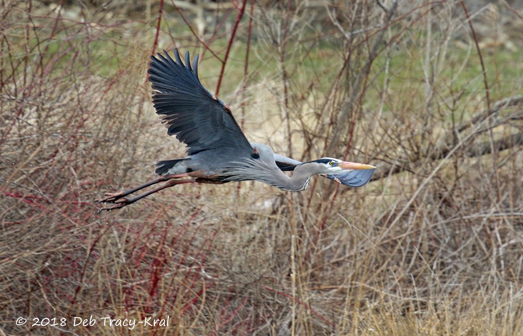 Great Blue Heron - Deborah Kral