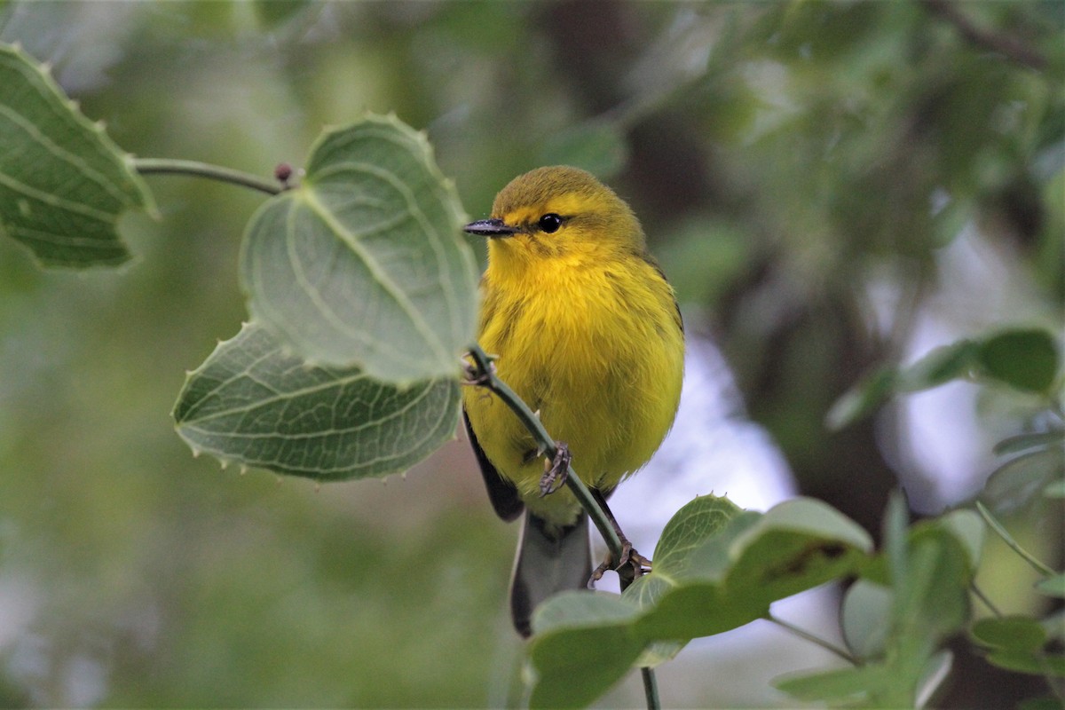 Vitelline Warbler - Charles Davies