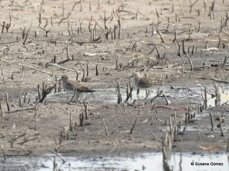 Rufous-chested Dotterel - ML93570941