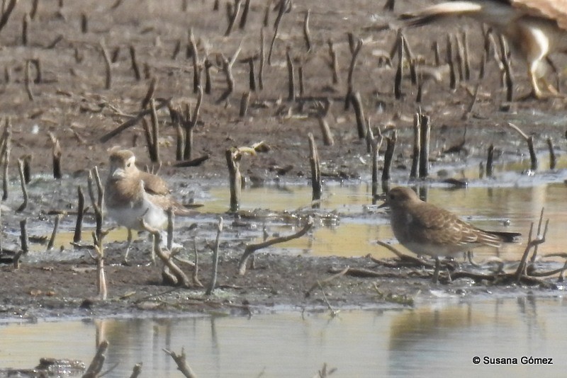 Rufous-chested Dotterel - ML93570971