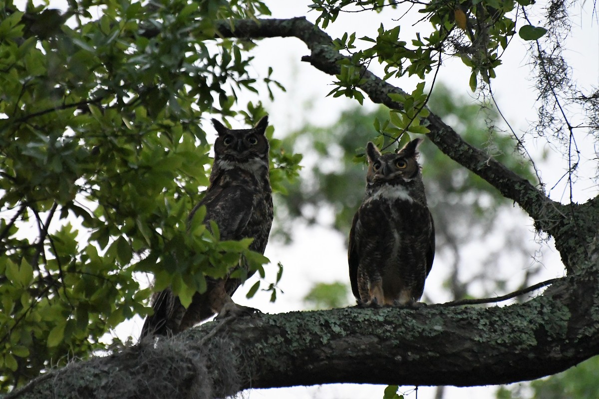 Great Horned Owl - David W Foster