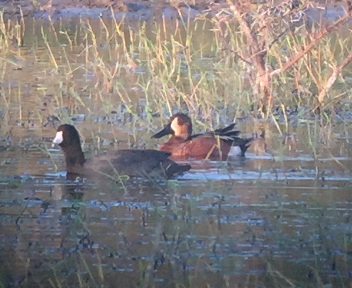 Blue-winged x Cinnamon Teal (hybrid) - ML93571261
