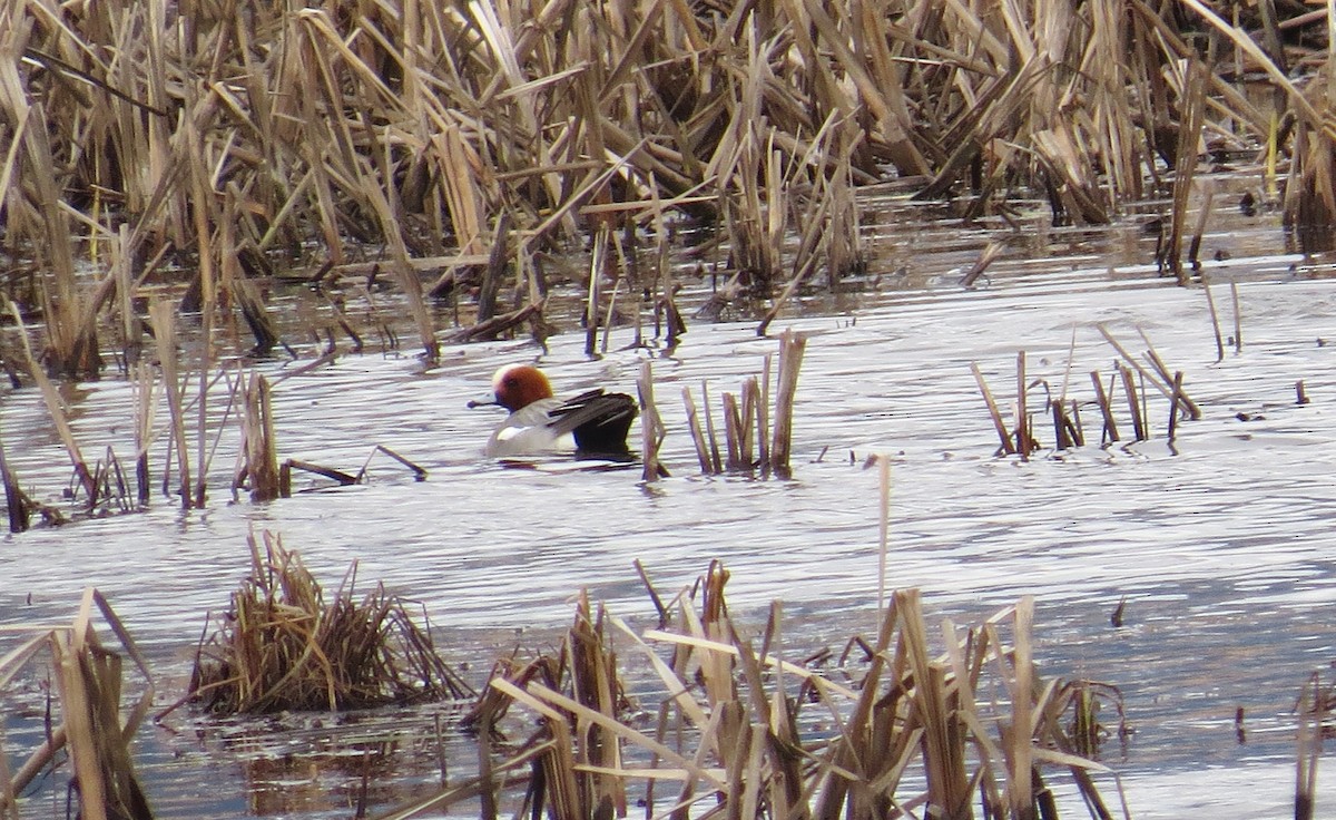 Fischione - ML93572311