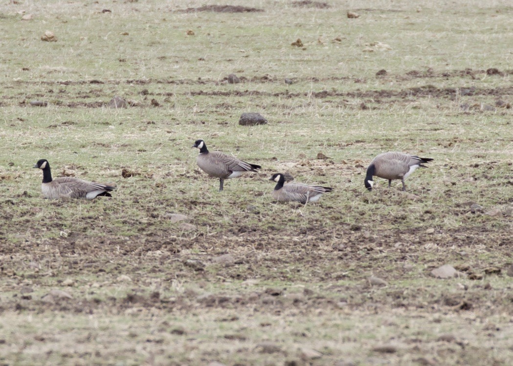 Cackling Goose (minima) - Jon Isacoff