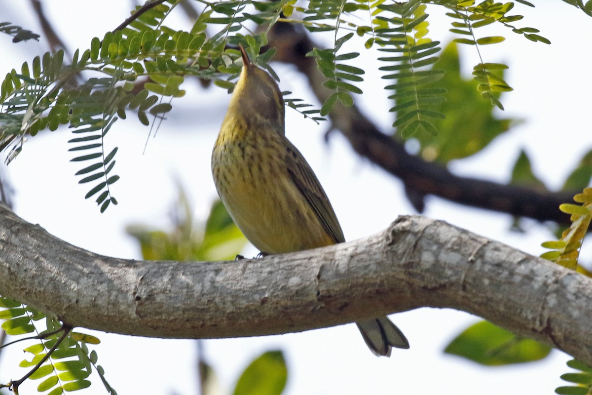 Palm Warbler - David McQuade