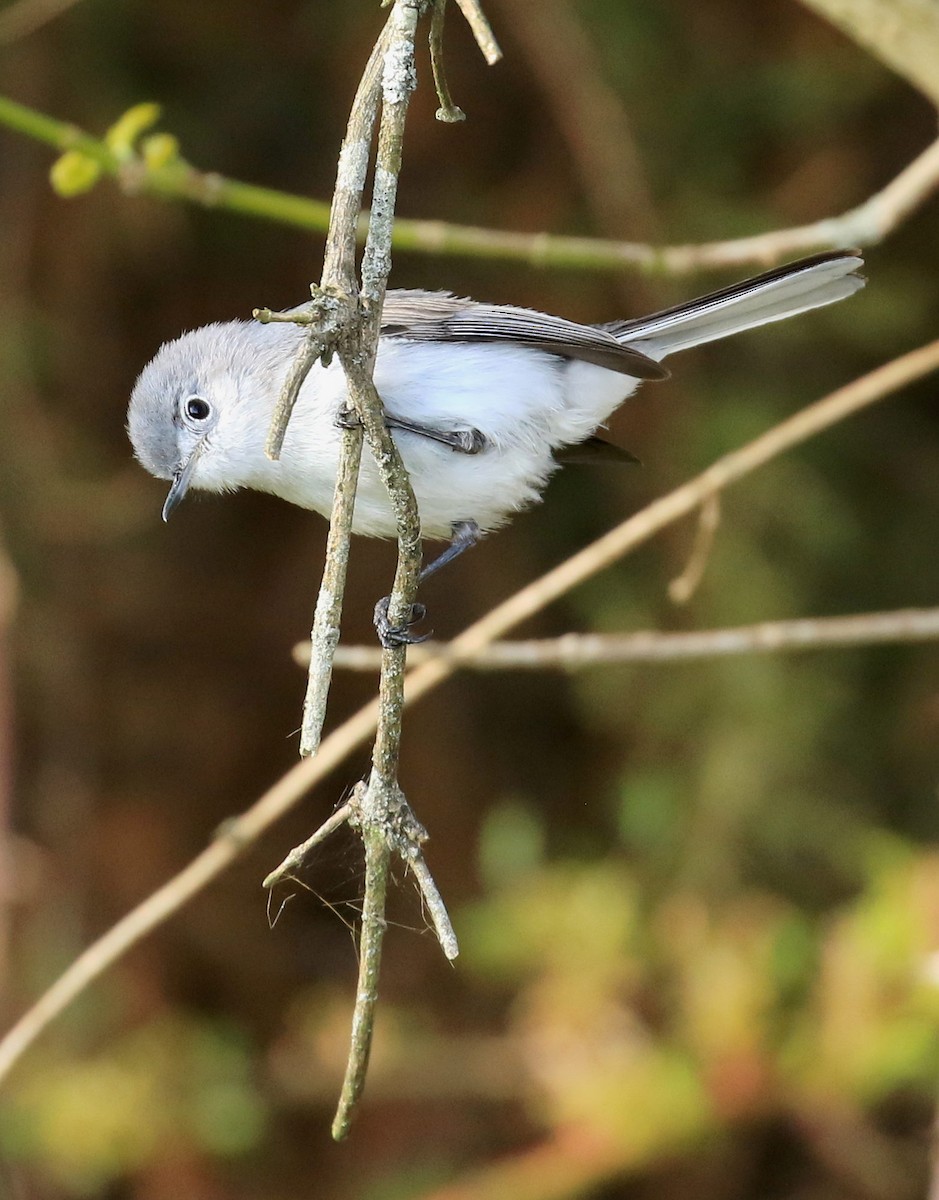 Blue-gray Gnatcatcher - Sherrie Quillen