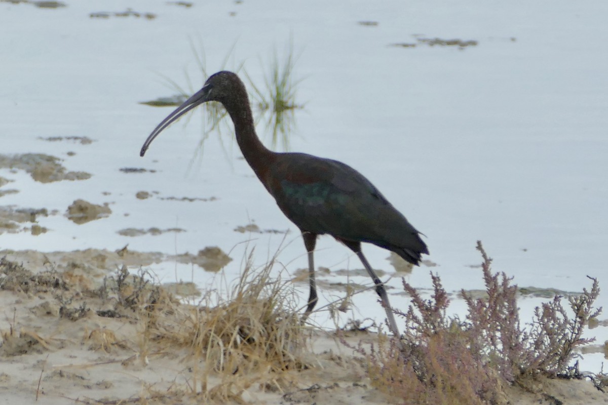 ibis hnědý - ML93579191