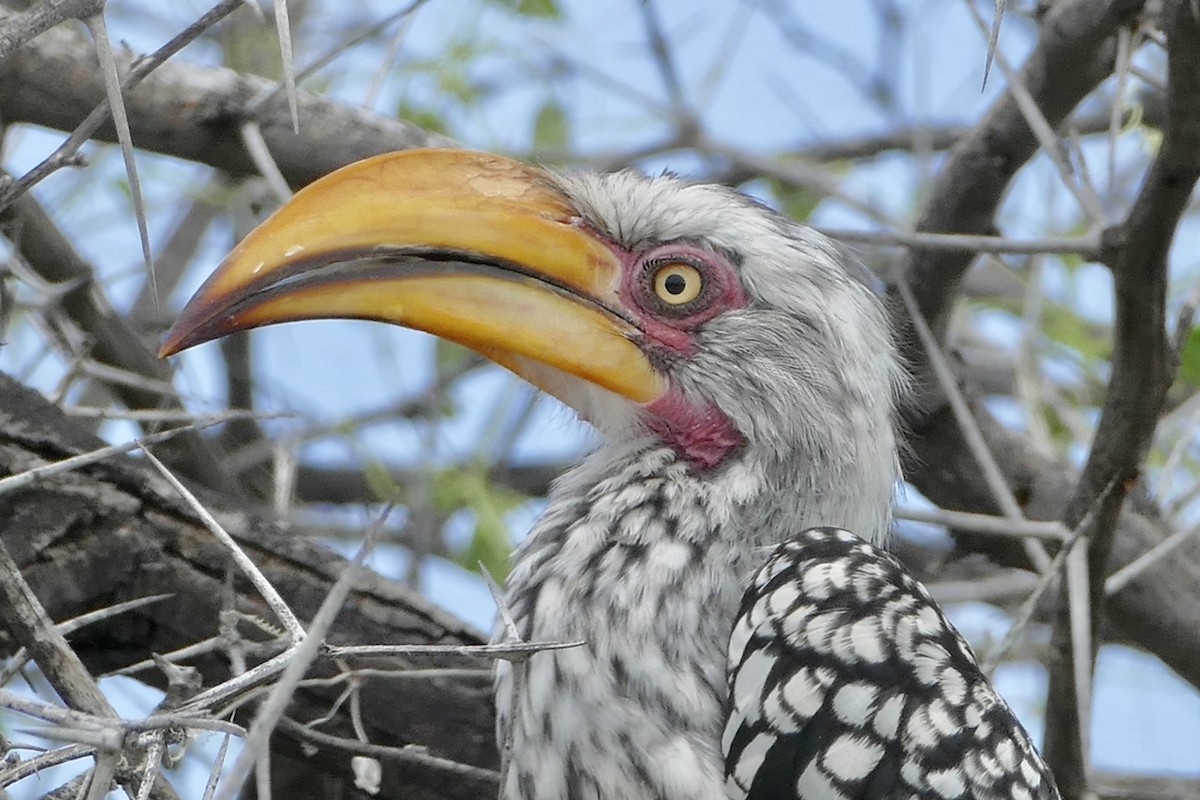 Southern Yellow-billed Hornbill - ML93579621