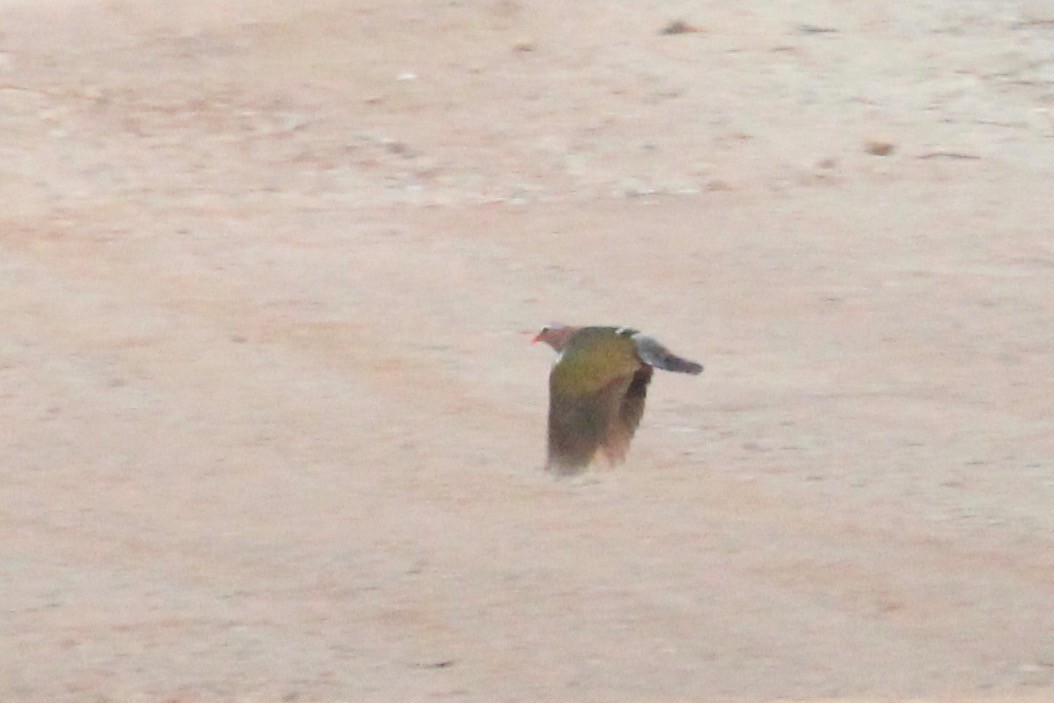 Asian Emerald Dove - ML93582651